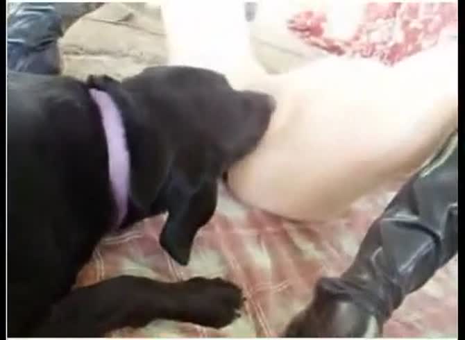 Video :Black dog eating and savoring the pussy of k9 lady